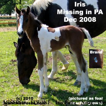 MISSING EQUINE Iris,Patia Near West Middlesex , PA, 16159